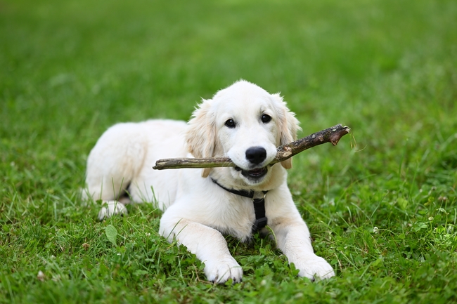 趴在绿色草地上的白色金毛犬图片