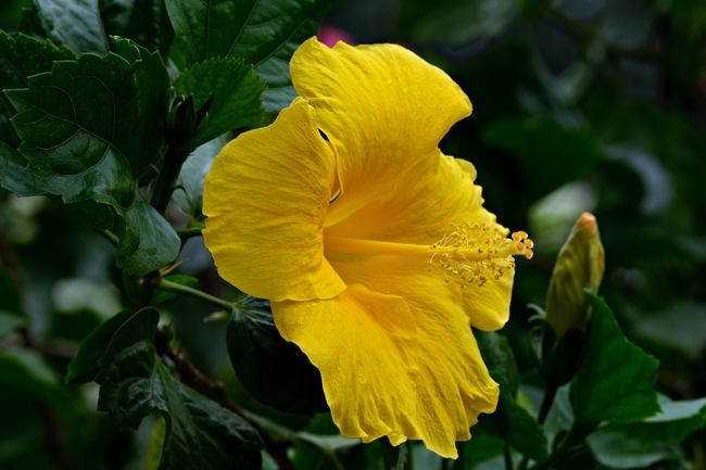 微距特写黄色芙蓉花摄影图片