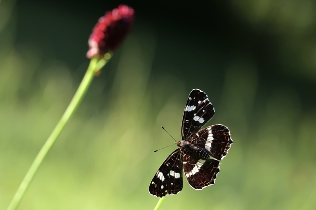 野生黑色蛱蝶摄影图片