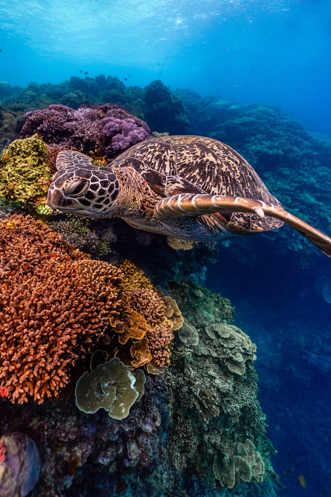 蓝色深海珊瑚礁海葵海龟摄影图片