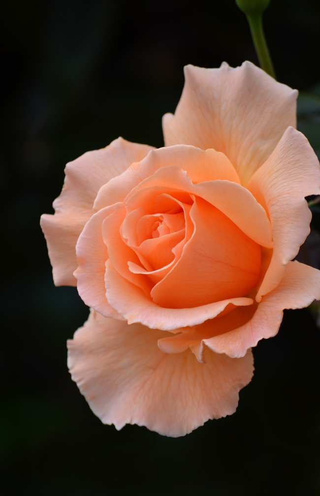 淡雅橙色玫瑰花微距特写摄影图片