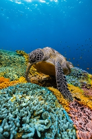 唯美蓝色深海海底世界生物摄影图片