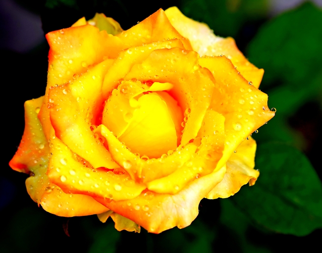 黄色玫瑰花微距特写摄影图片