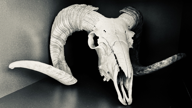 羊头骨颅骨标本摄影图片