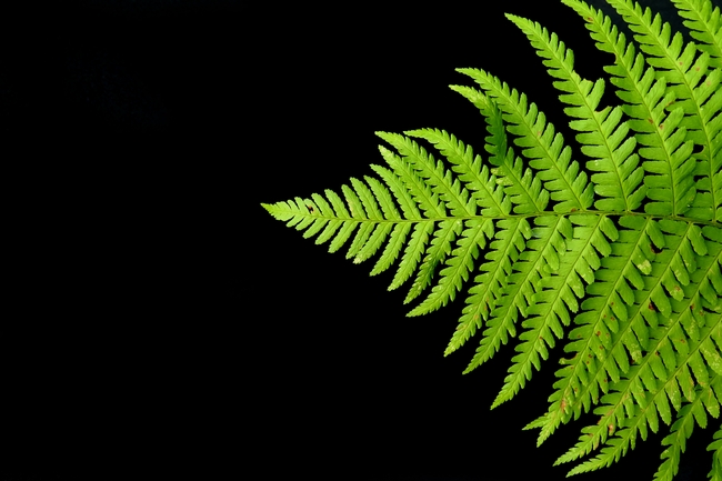绿色蕨类植物微距特写摄影图片