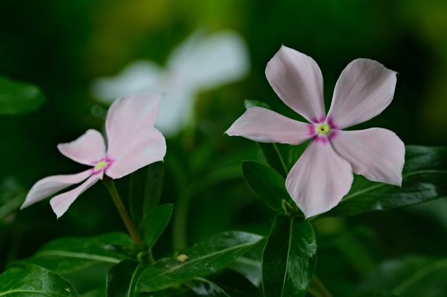 粉色长春花微距特写摄影图片