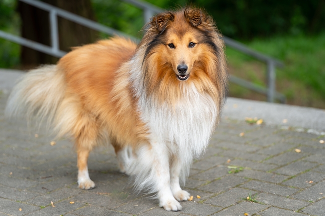 喜乐蒂牧羊犬摄影图片