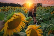 午后黄昏向日葵花海闺蜜美女写真图片