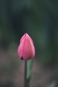 粉色郁金香花苞微距摄影图片