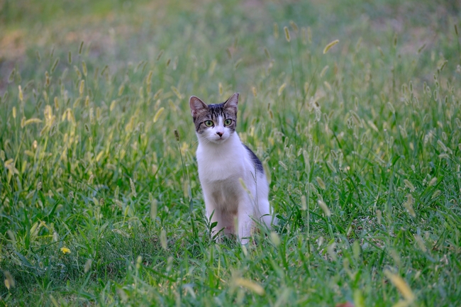 绿色草地可爱小猫咪摄影图片