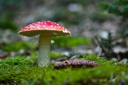 地面青苔红色蛤蟆菇摄影图片