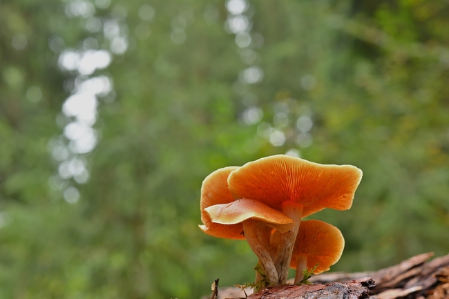 野生层状蘑菇摄影图片