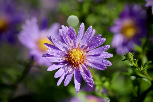 雨后紫苑菊花摄影图片