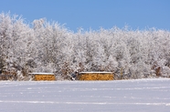 冬季白茫茫雪地树林雪景摄影图片