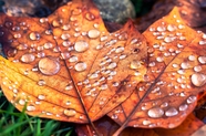 雨后水滴枯叶摄影图片