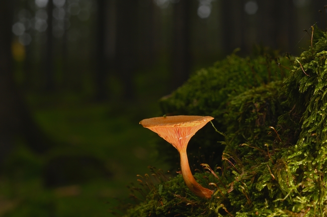 森林地面绿色青苔野生蘑菇图片