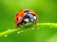 雨后水滴七星瓢虫摄影图片