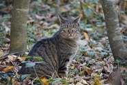 树林野生猞猁猫摄影图片