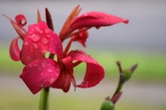 雨后红色美人蕉百合图片