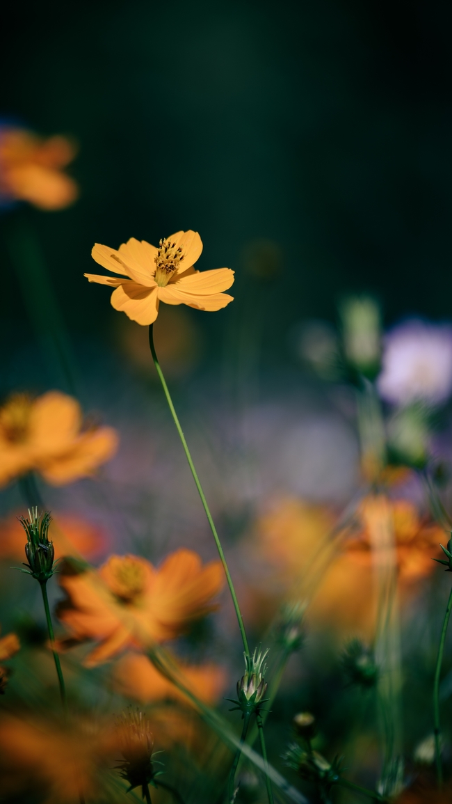 野生橙黄色植物花朵图片