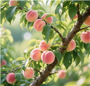 挂在枝头的新鲜水蜜桃图片