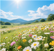 蓝天白云连绵青山彩色菊花海图片