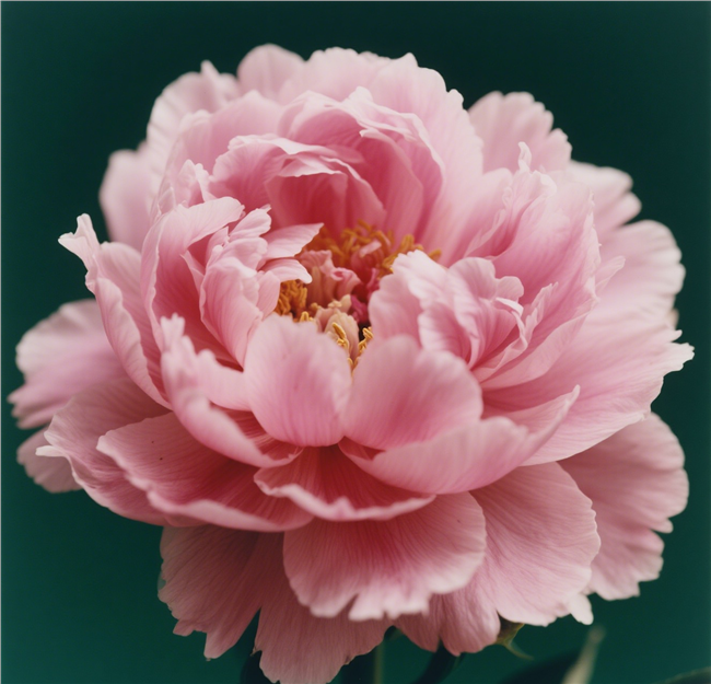 粉色牡丹花微距特写摄影图片