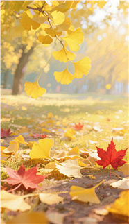 秋天满地银杏叶枫叶图片