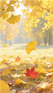 金色秋天黄色银杏树叶摄影图片