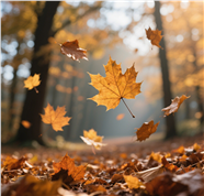 秋天树林凋零的落叶图片