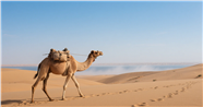 荒漠孤独行走的骆驼图片