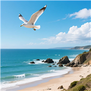 蓝色天空海边海鸟风景摄影图片