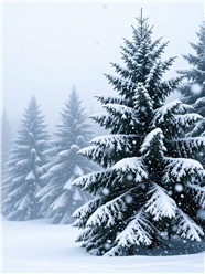冬季漫天大雪雪松树林图片