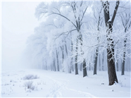 唯美冬季雾凇雪景摄影图片
