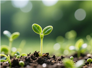 破土而出的小嫩芽图片