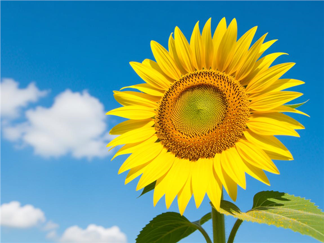 蓝天白云大盘向日葵特写摄影图片