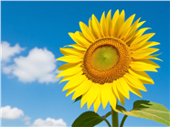 蓝天白云大盘向日葵特写摄影图片