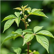 野生草本植物摄影图片