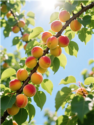 挂满枝头熟透的杏子图片