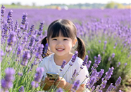 小女孩蹲在薰衣草花海丛中图片