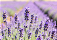 紫色薰衣草花海微距摄影图片