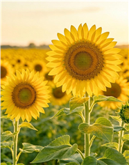 迎面拍摄的向日葵花海图片