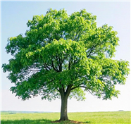 绿色草地绿色树木摄影图片