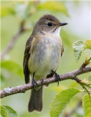 站在树枝上的鸟儿图片