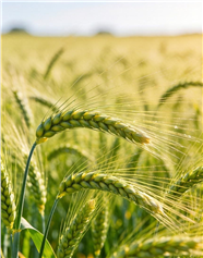 绿色未成熟的麦田麦穗图片