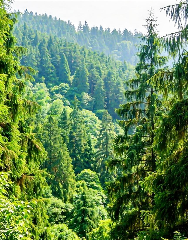 夏日郁郁葱葱原始森林风景图片