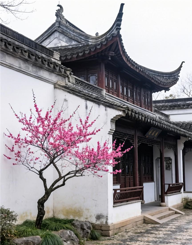 中式建筑庭院墙角腊梅摄影