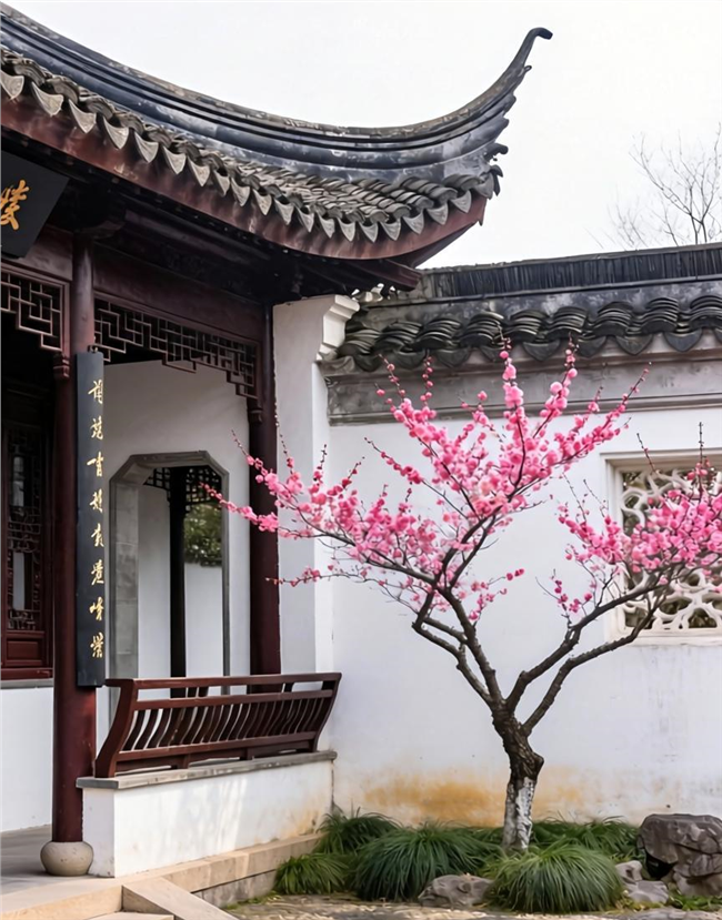 院子里种着红梅的中式庭院图片