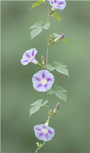 紫色牵牛花花藤摄影图片