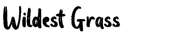 Wildest Grass字体